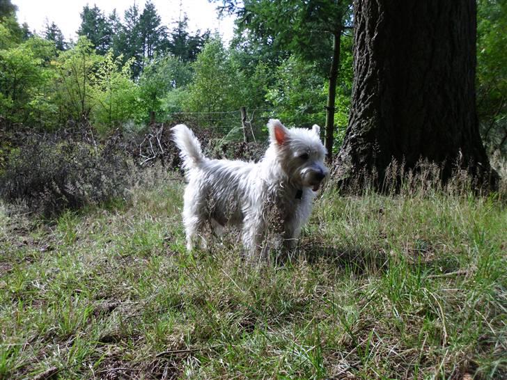 West highland white terrier Isac aka Banditten billede 6