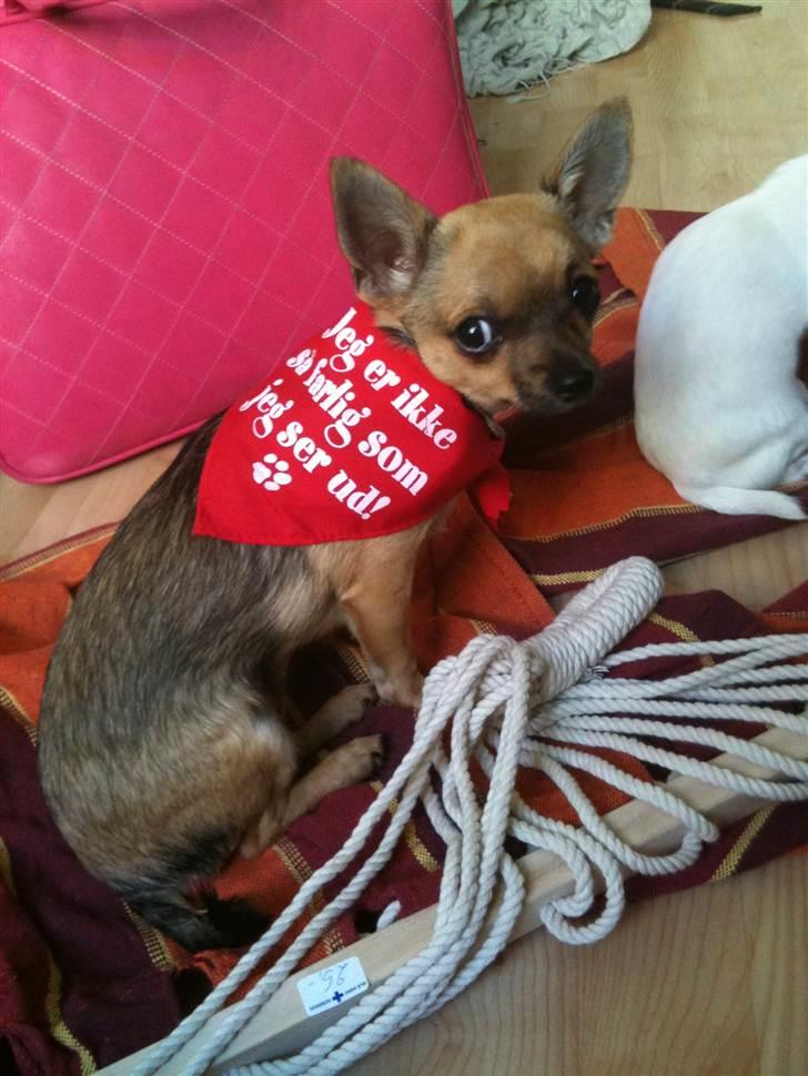 Chihuahua Fie billede 2