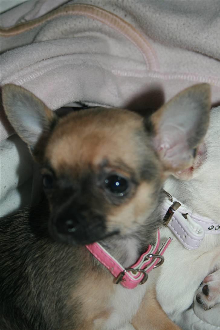 Chihuahua Fie billede 3