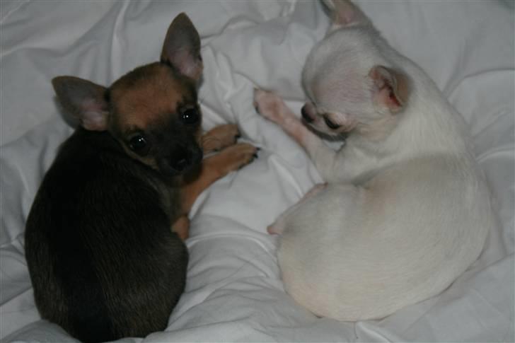 Chihuahua Fie billede 4