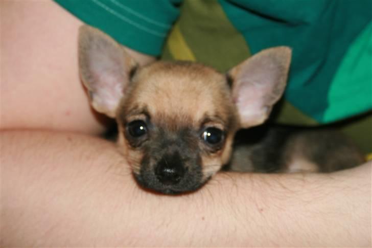 Chihuahua Fie billede 5