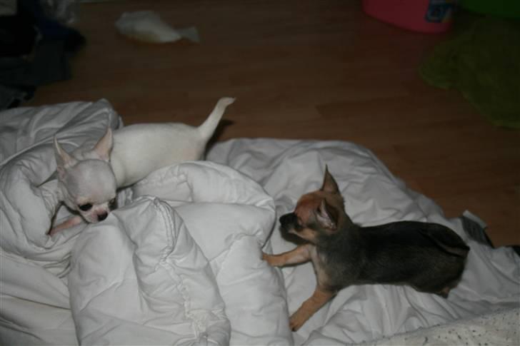 Chihuahua Fie billede 6