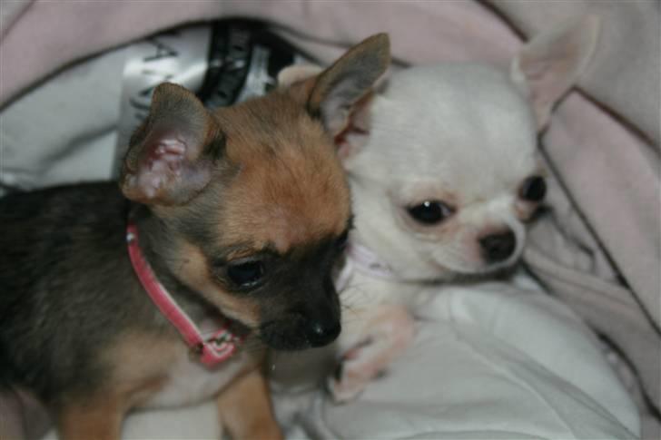 Chihuahua Fie billede 7