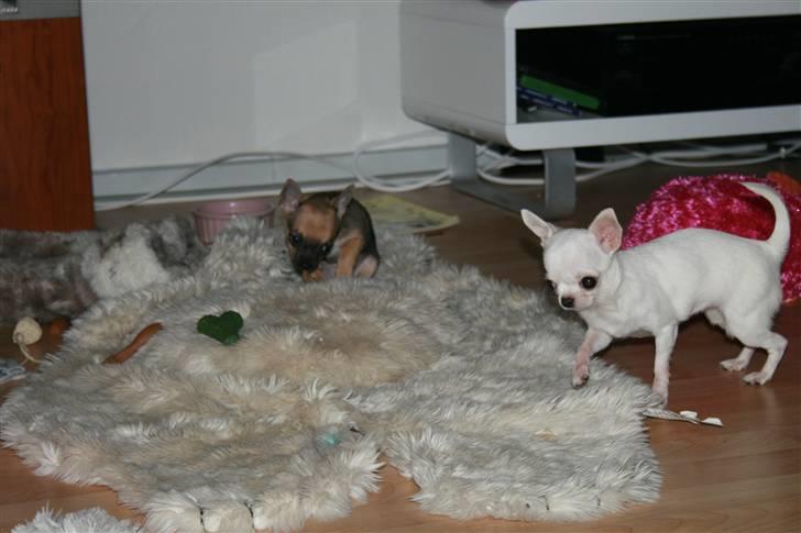 Chihuahua Fie billede 8