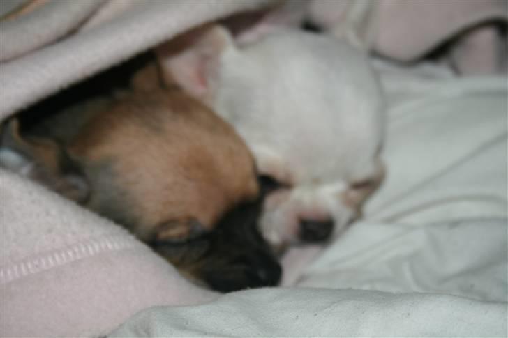 Chihuahua Fie billede 9