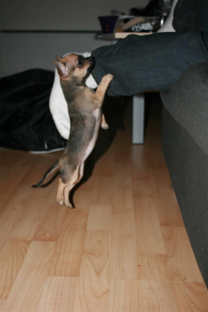 Chihuahua Fie billede 10