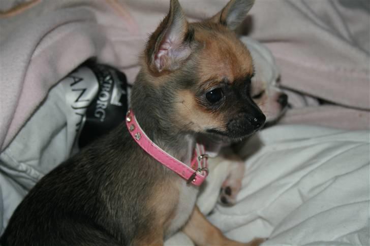 Chihuahua Fie billede 11