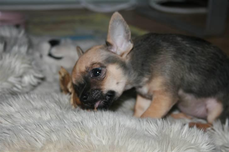 Chihuahua Fie billede 12