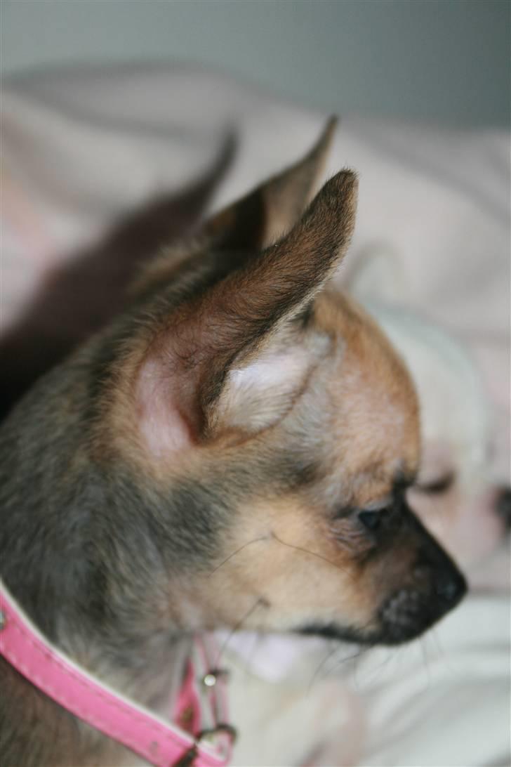 Chihuahua Fie billede 13