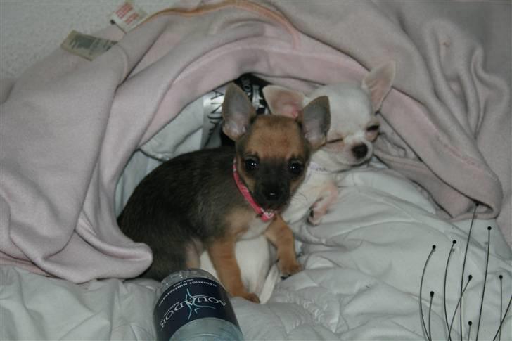 Chihuahua Fie billede 14