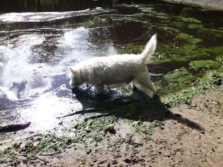 West highland white terrier Isac aka Banditten billede 7