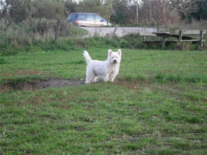 West highland white terrier Isac aka Banditten billede 8