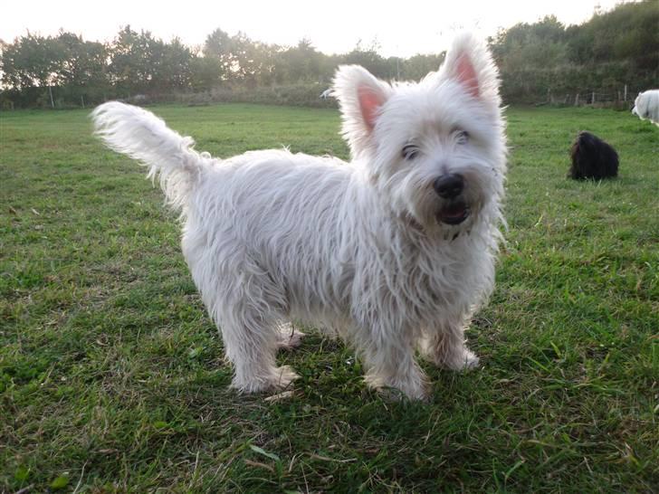 West highland white terrier Isac aka Banditten billede 9