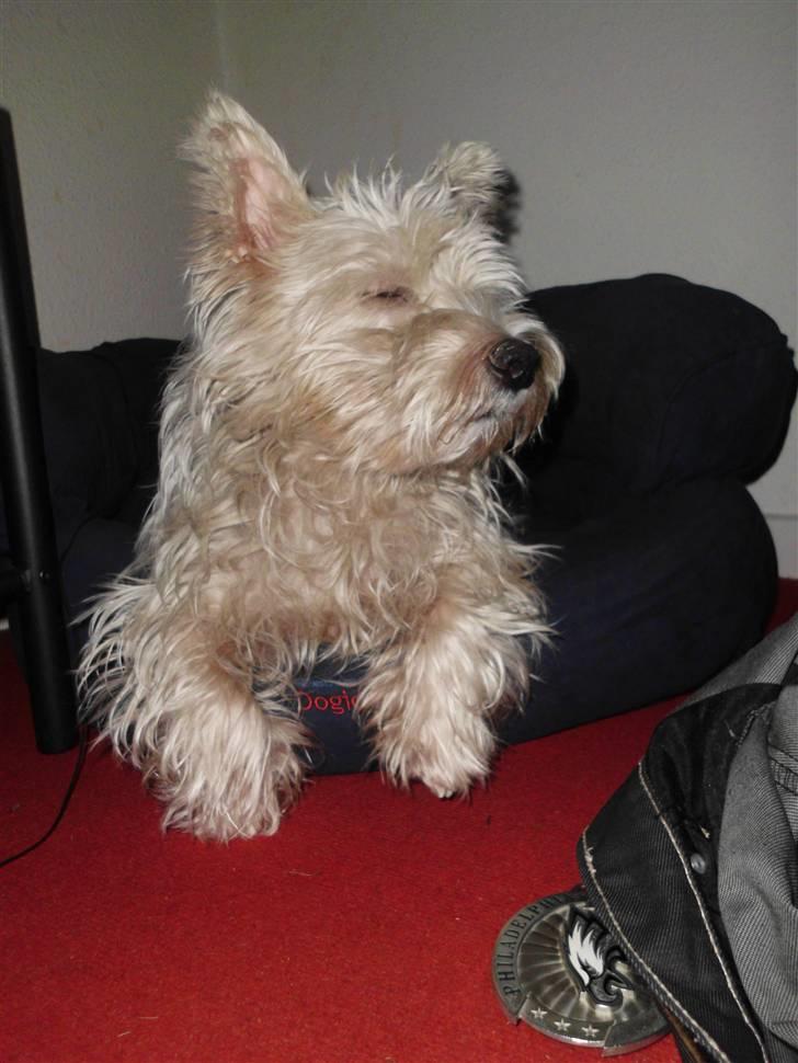 West highland white terrier Isac aka Banditten billede 11