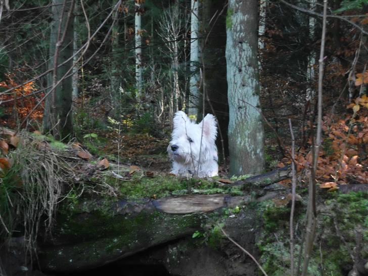 West highland white terrier Isac aka Banditten billede 12