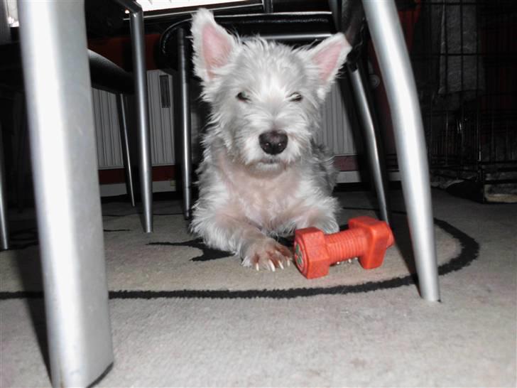 West highland white terrier Isac aka Banditten billede 13