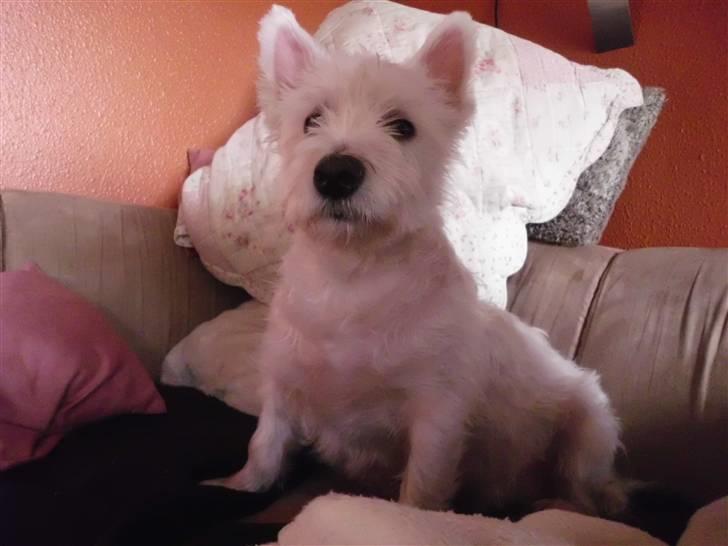 West highland white terrier Isac aka Banditten billede 14