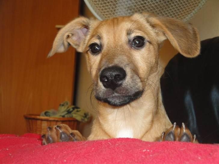 Blanding af racer Kato - velkommen til min profil billede 1