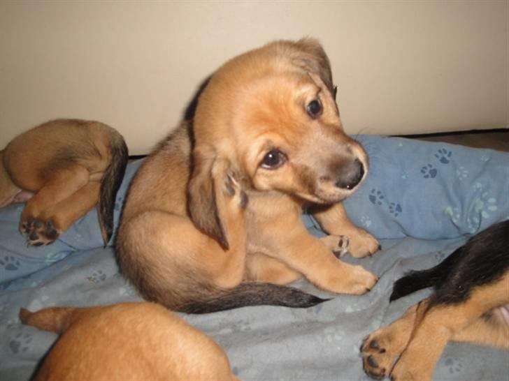 Blanding af racer Kato billede 4