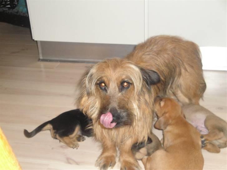 Blanding af racer Kato - kato´s mor og søskende billede 5