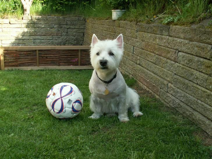 West highland white terrier Isac aka Banditten billede 17