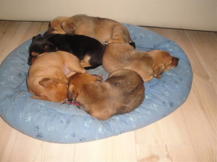 Blanding af racer Kato - kato hygger med sine søskende billede 6