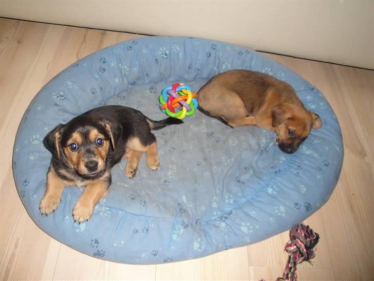 Blanding af racer Kato - kato´s søskende billede 7