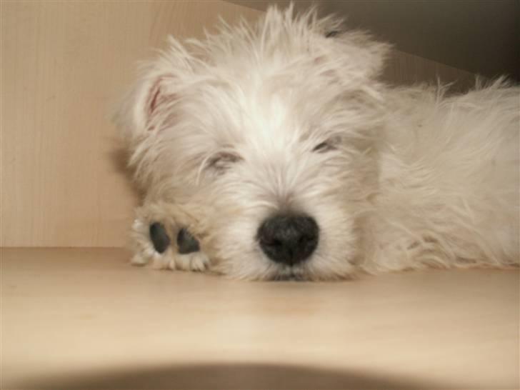 West highland white terrier Isac aka Banditten billede 18