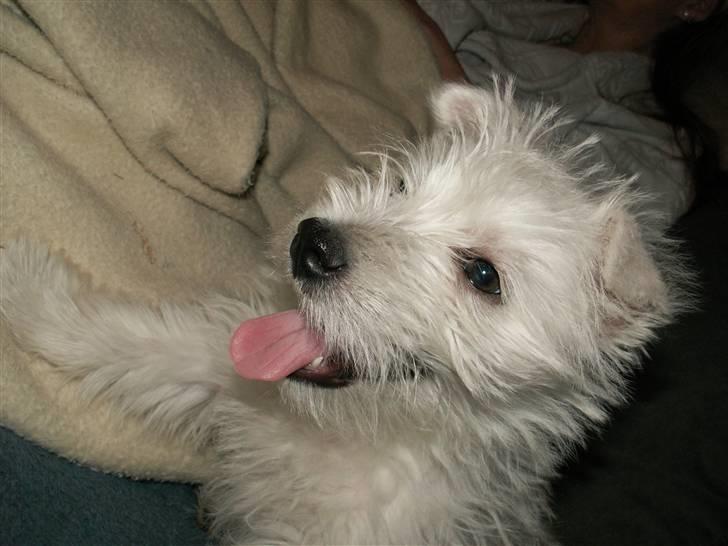 West highland white terrier Isac aka Banditten billede 19