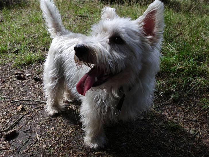 West highland white terrier Isac aka Banditten billede 20