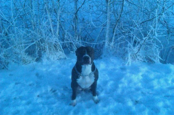 Amerikansk staffordshire terrier Milo billede 10