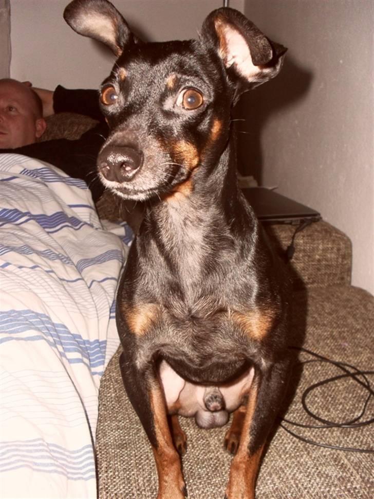 Dvaergpinscher Micky billede 1