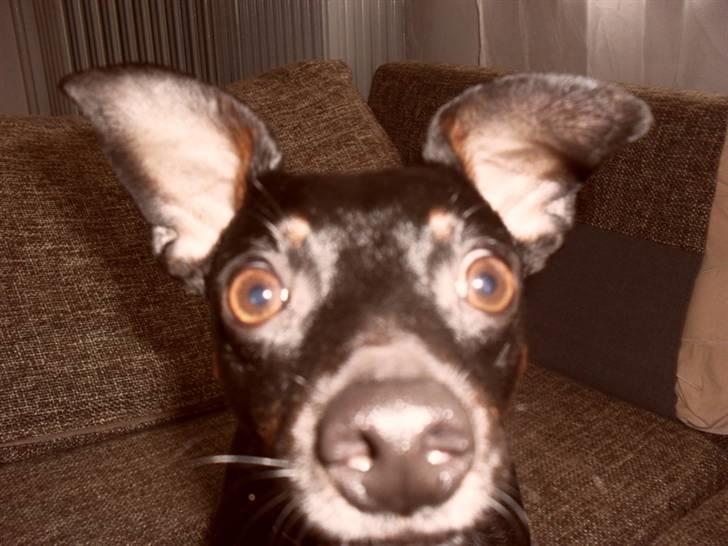 Dvaergpinscher Micky billede 2