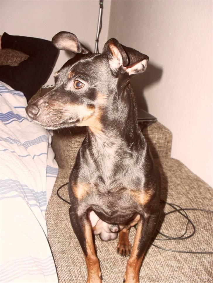Dvaergpinscher Micky billede 3