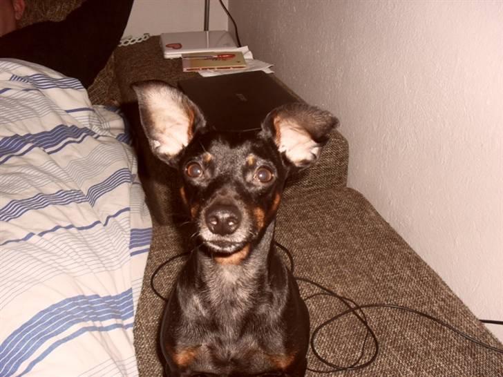 Dvaergpinscher Micky billede 4