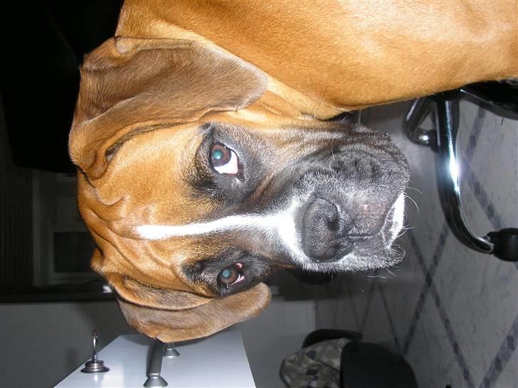 Boxer Victor - Victor 7 mdr. billede 18