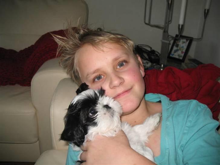 Shih tzu Bella - Bella hygger sig med Nichlas. billede 1