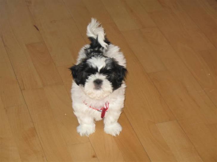 Shih tzu Bella - Skal vi snart ud og gå. billede 2