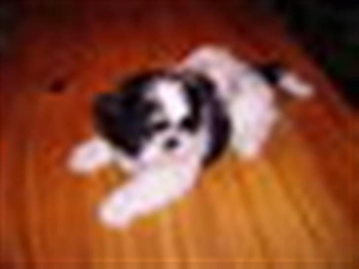Shih tzu Bella - Bella klar til leg. billede 3