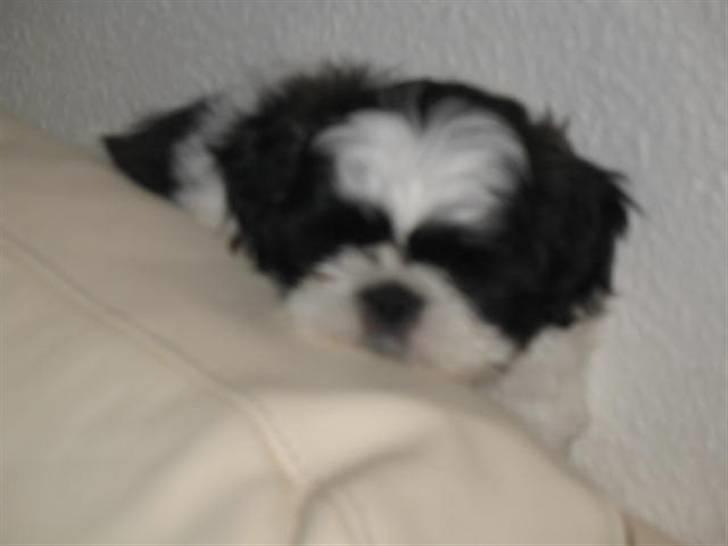 Shih tzu Bella - Bella hygger sig på sofaen. billede 4