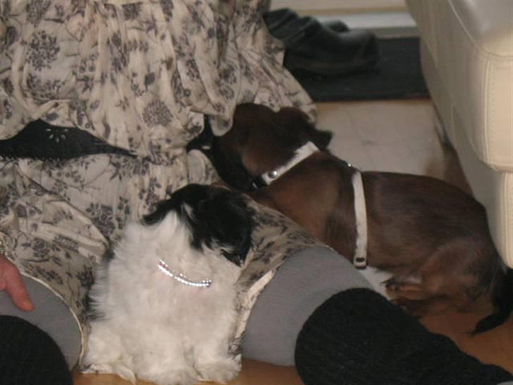 Shih tzu Bella - Bella og hendes legekammerat Hof billede 5