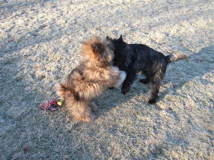 Lhasa apso Laura billede 5