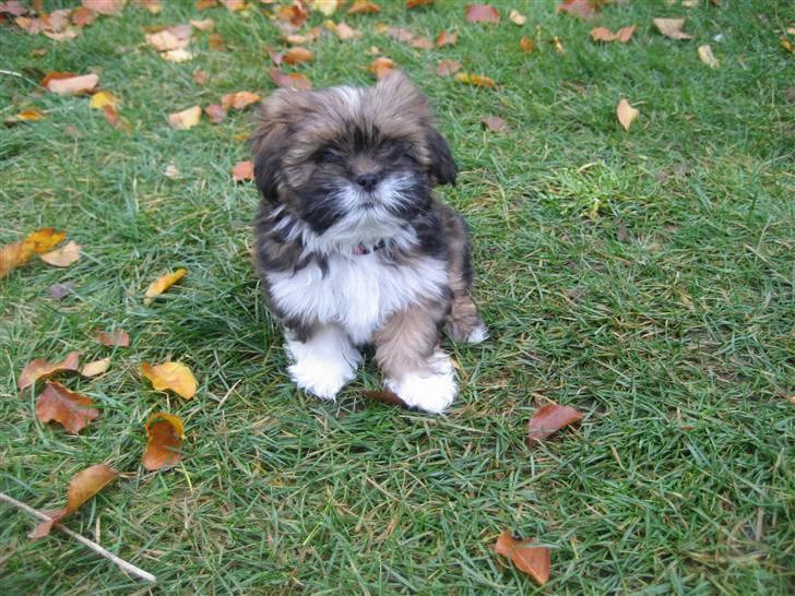 Lhasa apso Laura billede 6