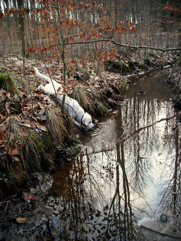 Blanding af racer Popcorn :-) billede 18