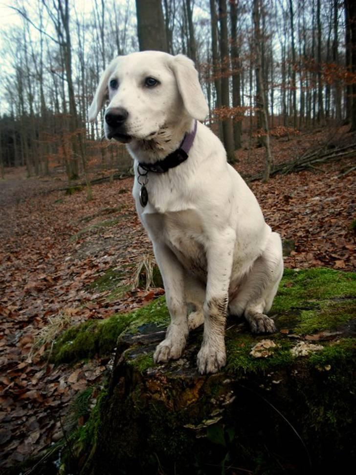 Blanding af racer Popcorn :-) billede 19