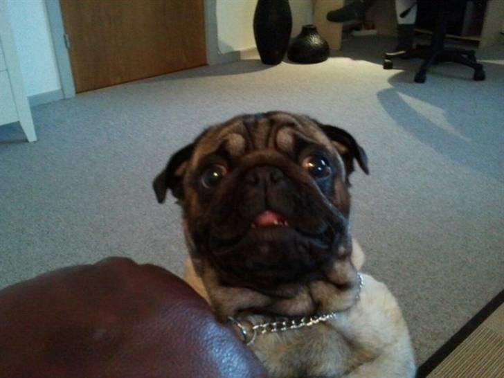 Mops Milo - han er så sød når han rækker tunge:D billede 1