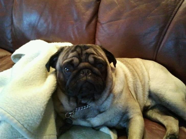 Mops Milo - han  er træt:D billede 2