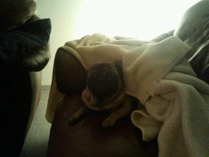 Mops Milo - nue vil du bare sove :D billede 3