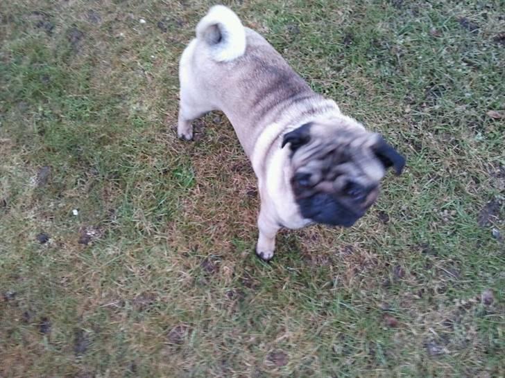 Mops Milo - godt med noget frisk luft:D billede 4