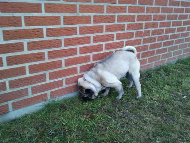 Mops Milo - så skal der snart tisses!! billede 5